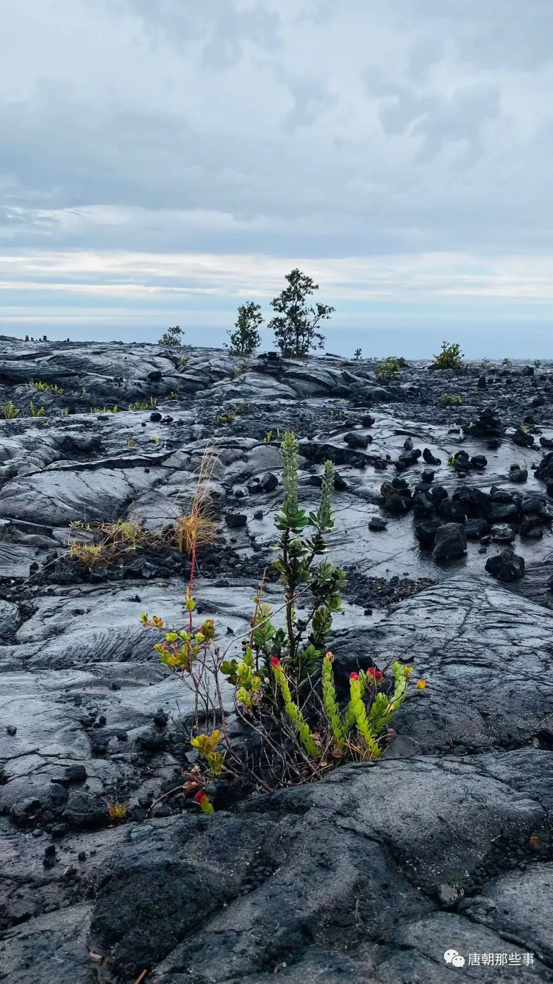 基拉韦厄火山公园中岩浆缝隙中的花草