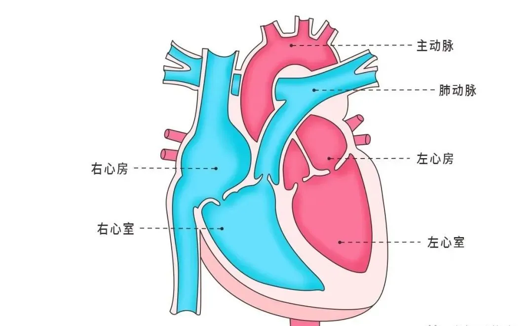 站桩提高心脏健康，这是心脏分解图