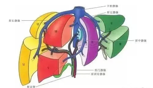 站桩对于肝的健康有间接影响，这是肝脏分解图