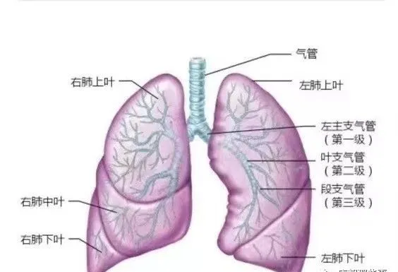 站桩提高呼吸肌健康，这是肺部分解图