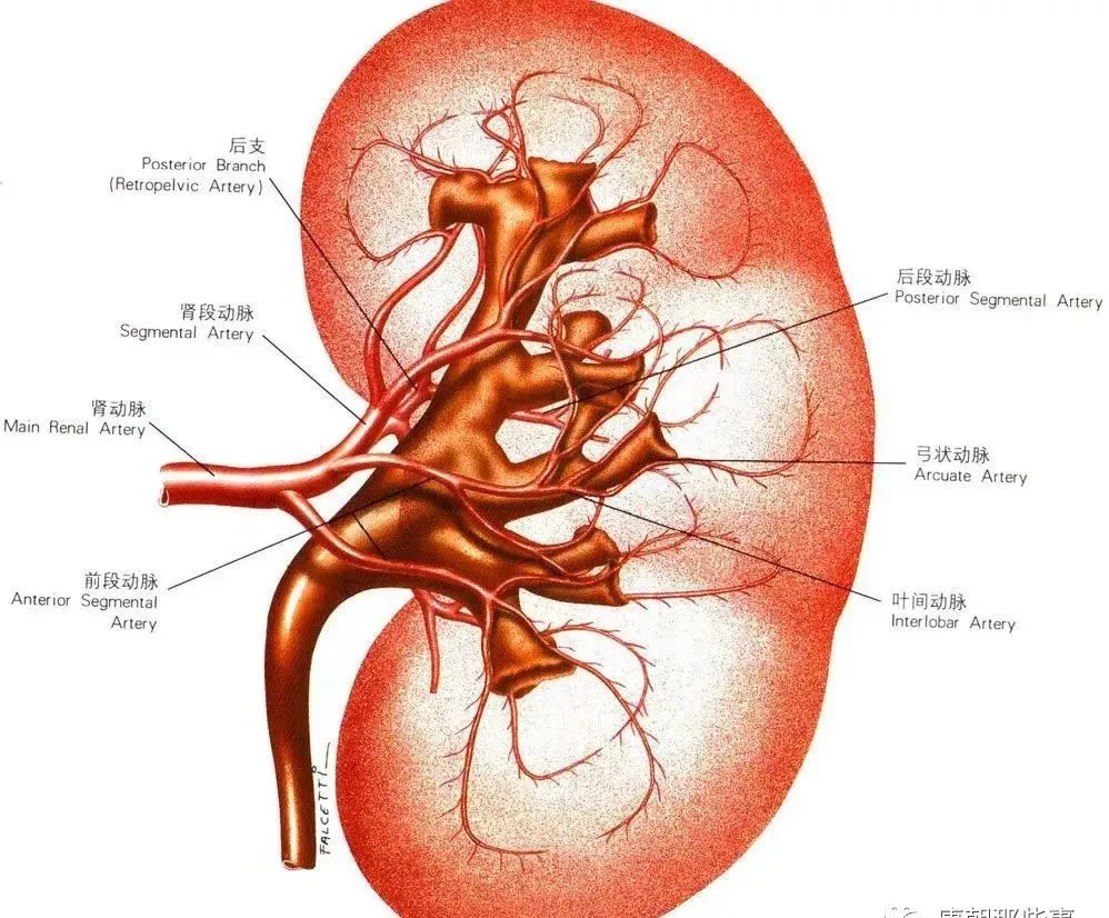 站桩对于肾脏健康有辅助作用，这是肾脏分解图