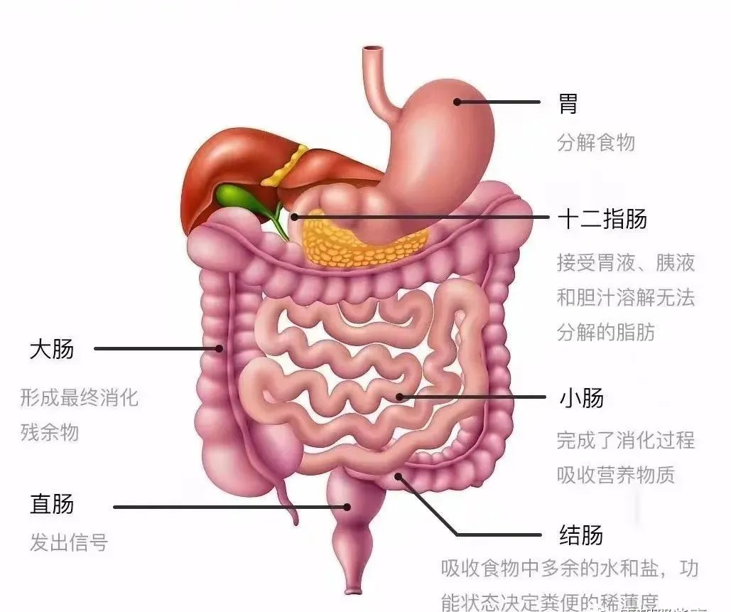 站桩刺激消化道运动，这是肠胃分解图