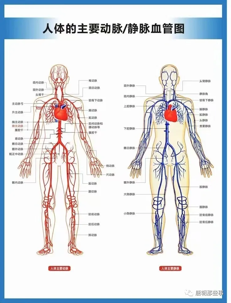 人体主要动脉和静脉图示
