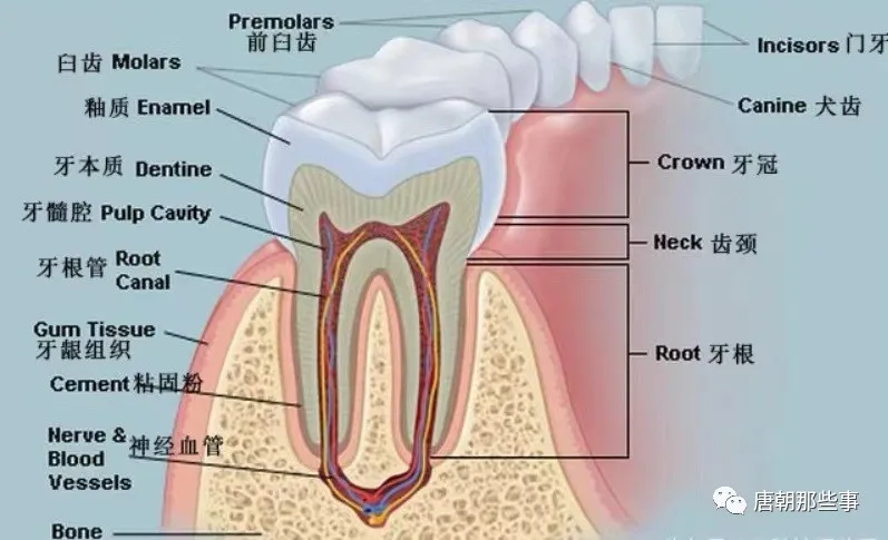 牙齿的横切图片