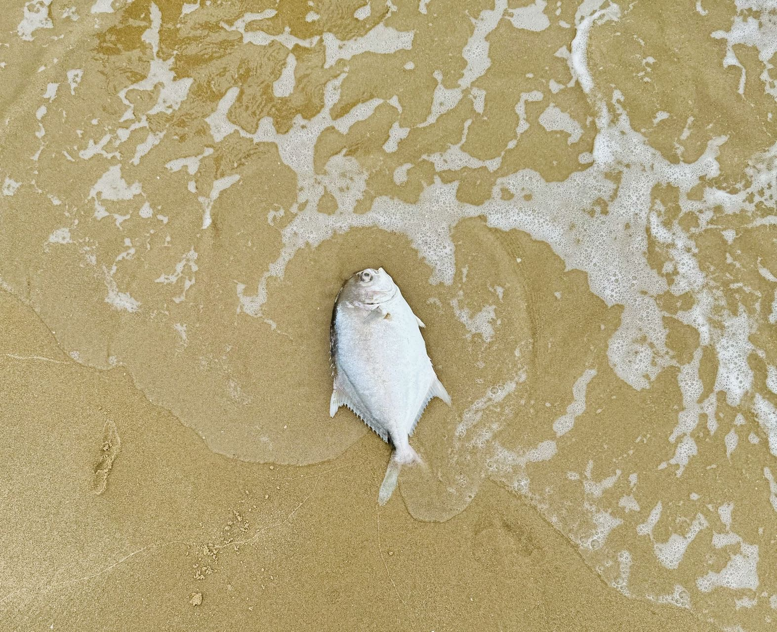 长寿的第二诀窍在于把控情绪,海滩躺平的鱼,象征情绪不好对人的影响以及不利于长寿